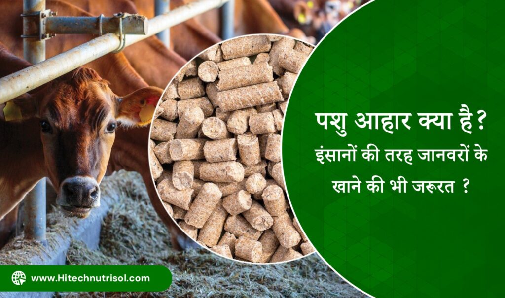 पशु आहार क्या है? इंसानों की तरह जानवरों के खाने की भी जरूरत